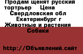 Продам щенят русский тортрьер  › Цена ­ 4 000 - Свердловская обл., Екатеринбург г. Животные и растения » Собаки   